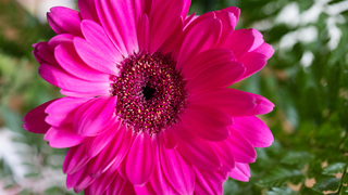 We Took Some 50 Megapixel Shots With the Canon 5DS For You to Gawk At